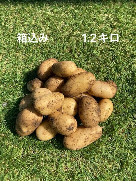 じゃがいもメークイン 熊本県産 1.2キロ位
