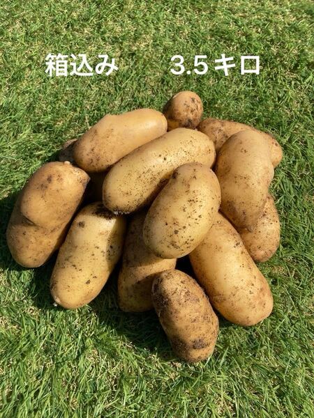じゃがいも メークイン 熊本県産 3.5キロ