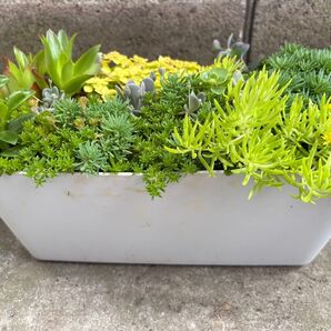 多肉植物 寄せ植え