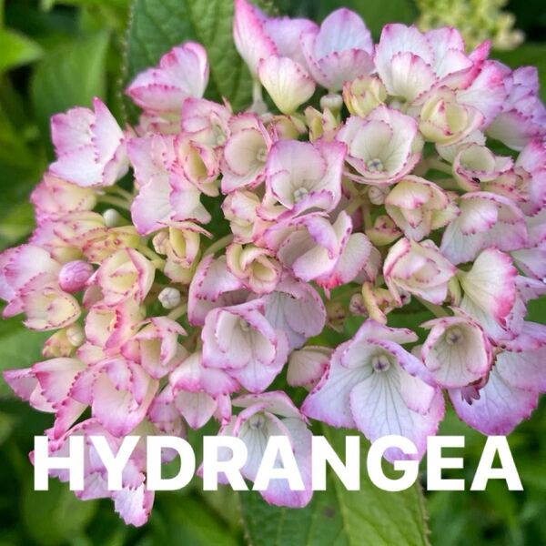 縁がギザギザのピンク色の可愛い紫陽花 挿し木用・挿し穂