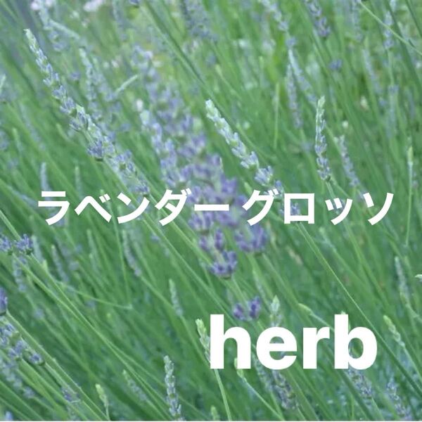 ラベンダーグロッソ 挿し木活着苗 とても香りが良く 葉も美しいです。ハーブ アロマ トライフラワー スワッグ リース 花材