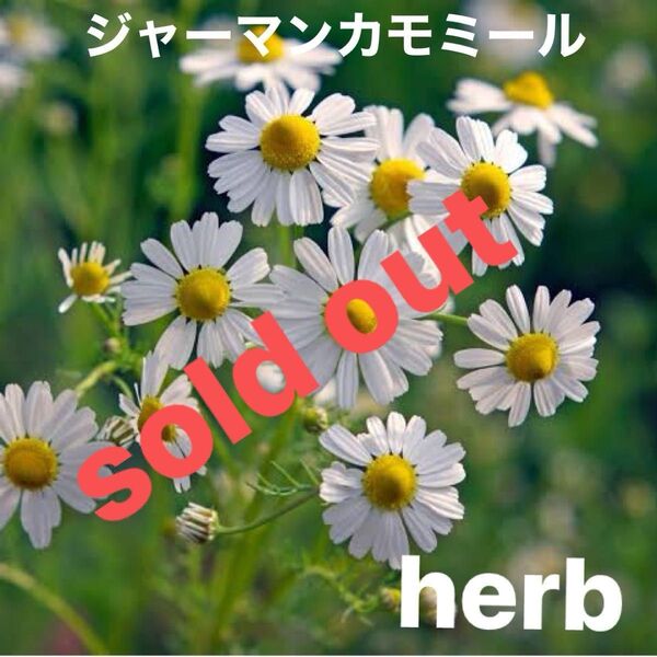 ジャーマンカモミール ポリポット苗 ハーブ苗 ハーブティー アロマ 花苗