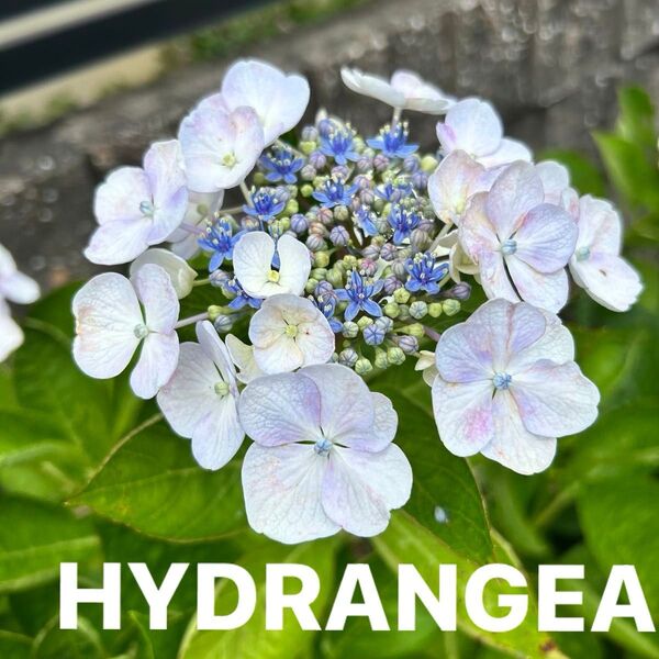 額紫陽花 挿し穂 3本 薄紫色 挿し木用