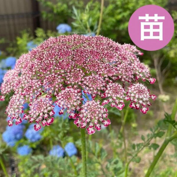 ブラックレースフラワー・ダウカスダーラ赤ちゃん苗[10 苗 】レースフラワー・花苗 幼苗ナチュラルガーデン