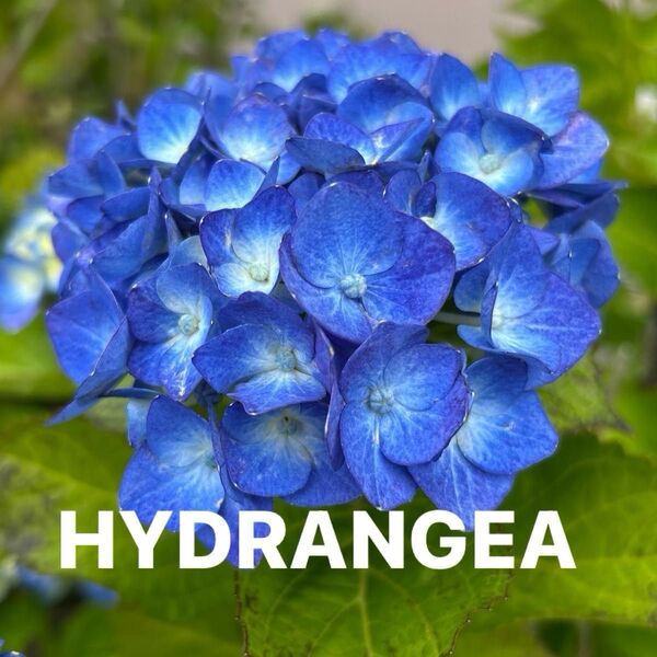 HYDRANGEA 美しいブルーの紫陽花 挿し木用 挿し穂ガーデニング 無農薬