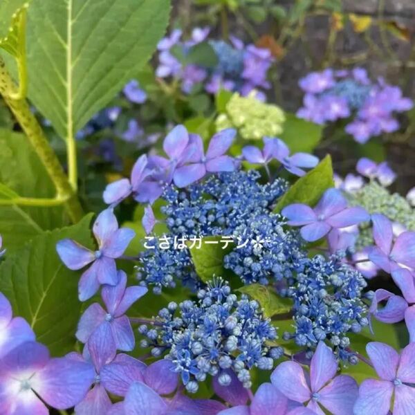 HYDRANGEA額紫陽花 挿し穂 3本 紫色 挿し木用