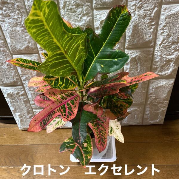 しっかり生きてる生花です クロトン エクセレント ポットごと発送 N