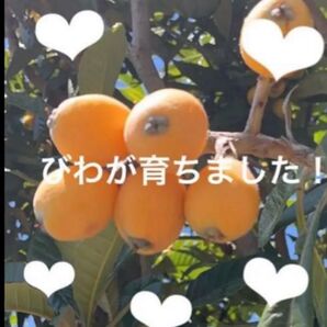 びわ60サイズ