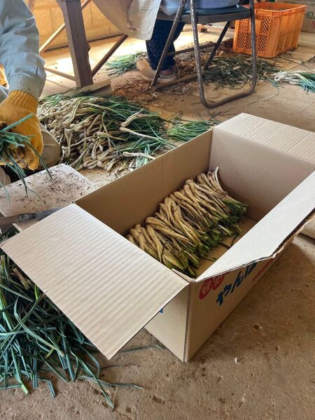 最高級品 伊江島産 島らっきょう 市場出荷用グレード(大きめ) 500g