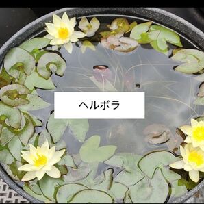 姫睡蓮ヘルボラとナガバオモダカのセット