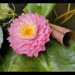 耐寒性睡蓮マニカムと水草1点セット