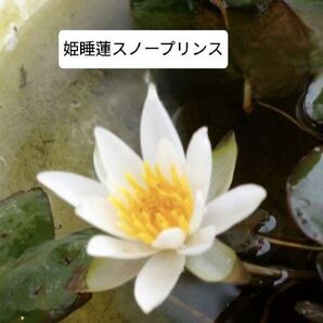 姫睡蓮スノープリンス