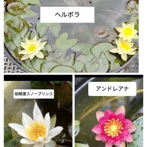 姫睡蓮3種