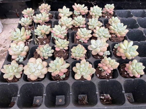 多肉植物 ロココ 10個