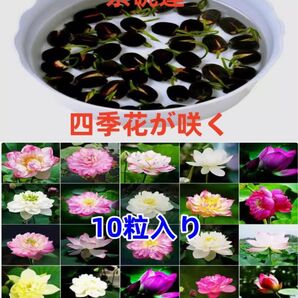 ミニハスの種 茶碗蓮 ハスの種 屋内外植付け可能 お得な値段設定 蓮の種 10粒入り