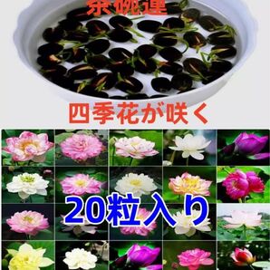 ミニハスの種 茶碗蓮 ハスの種 屋内外植付け可能 お得な値段設定 蓮の種 20粒入り