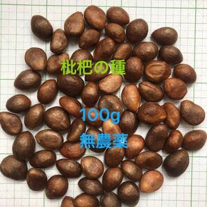 びわの種 無農薬 約100g 70粒
