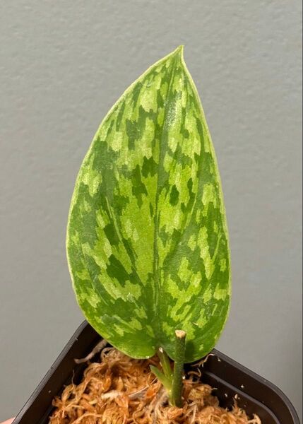 Scindapsus Green Army Tricolor Splash スキンダプサス 斑入り