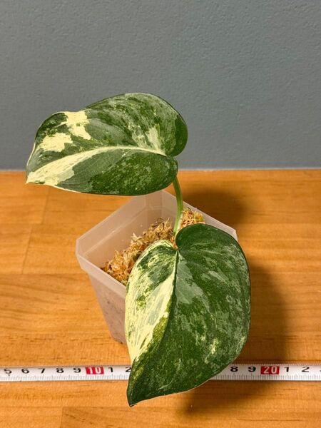 Scindapsus Mangurai スキンダプサス マングライ 斑入り