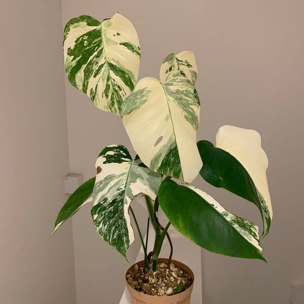 モンステラ 斑入り ボルシギアナ 白斑入り ホワイトタイガー Monstera BORSIGIANA ALBO VARIEGATA