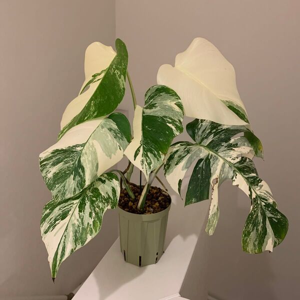 斑入りモンステラ ボルシギアナ 白斑 ホワイトタイガー MONSTERA BORSIGIANA VARIEGATA ALBO