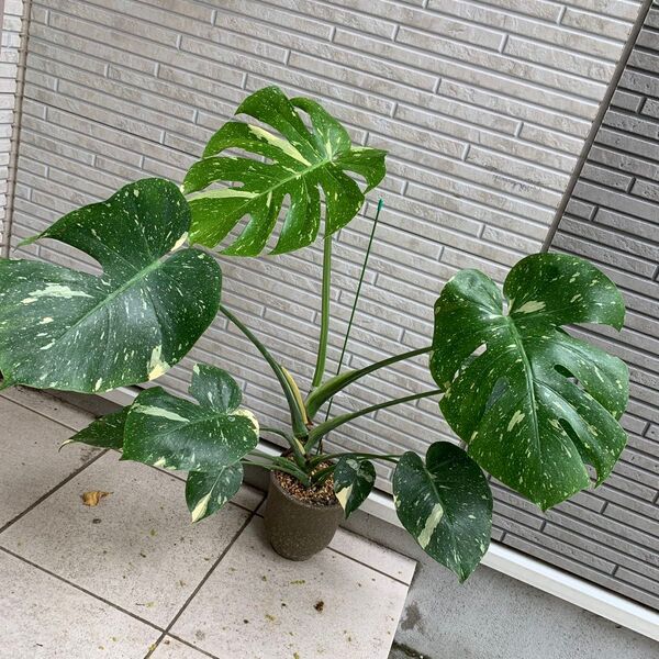 斑入りモンステラ デリシオーサ タイコンステレーション イエローモンスター Monstera deliciosa