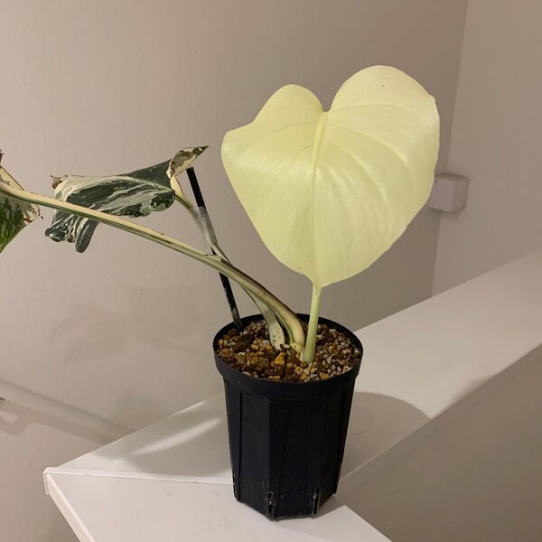 斑入りモンステラ デリシオーサ 白斑 フルムーン ホワイト monstera deliciosa white