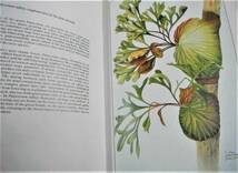 洋書(ブルネイの森林植物)「IN BRUNEI FORESTS　An Introduction to the Plant Life of Brunei Darussalam」 K.M. Wong_画像5