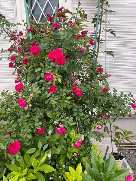 ミニバラ 薔薇 開花終了 6号鉢大株苗