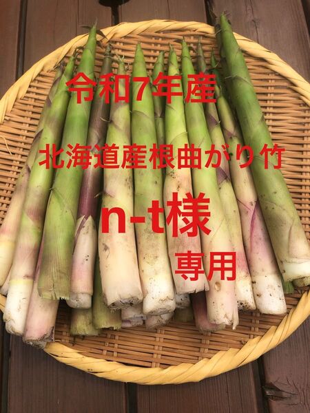 令和7年産 朝採り北海道産根曲がり竹