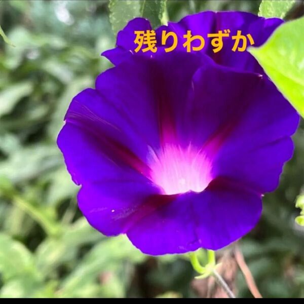 高貴な紫色 朝顔の種 10粒+オマケ大輪ではありません長く咲くアサガオ タネ フェンス グリーンカーテン 目隠し