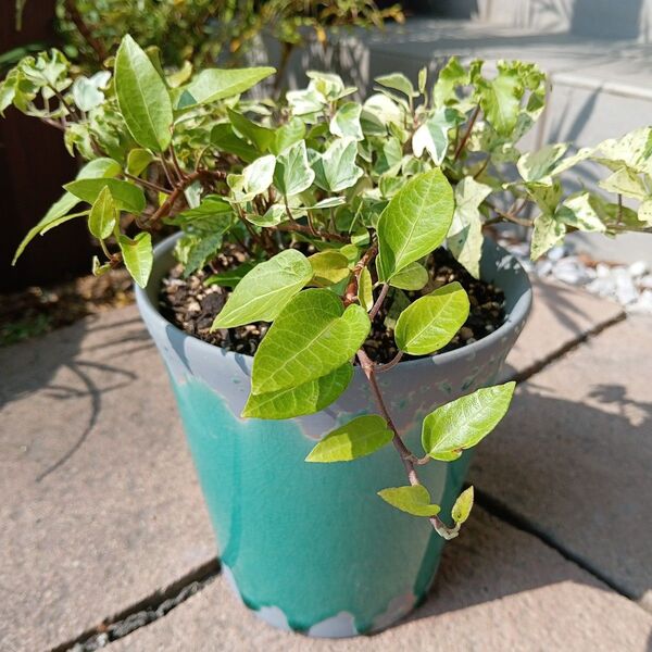 アイビー(ヘデラ) 寄せ植え 鉢ごと