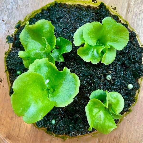 P.ridleyi wild_リドレイ 幼苗 4株◆ビカクシダ/コウモリラン①
