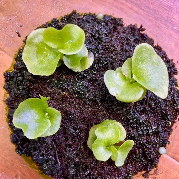 P.ridleyi wild_リドレイ 幼苗 4株◆ビカクシダ/コウモリラン⑥