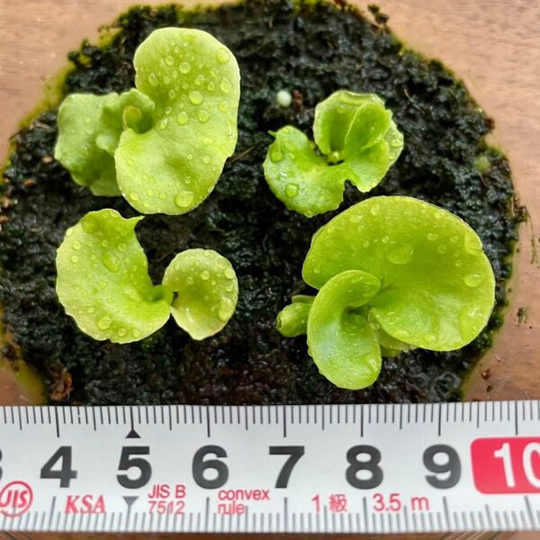P.ridleyi wild_リドレイ 幼苗 4株◆ビカクシダ/コウモリラン