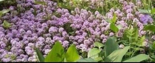 無農薬クリーピングタイム 宿根草 ピンク色のお花 抜き苗(根付き)10本+挿し木おまけ付き 苗 丈夫 グランドカバー 送料無料