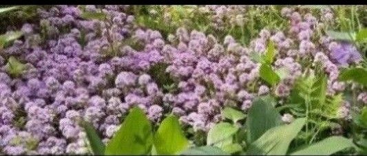クリーピングタイム挿し木12本+黄色八重咲きモッコウバラ挿し木6本 挿し木用 (挿し穂) ピンク+黄色のお花セット 丈夫 無農薬