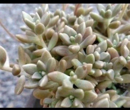 無農薬姫秀麗 発根済みカット苗 x 4苗 根付き 根あり 多肉植物 多肉 姫秋麗 掘り上げ苗 ヒメシュウレイ 送料無料 匿名配送