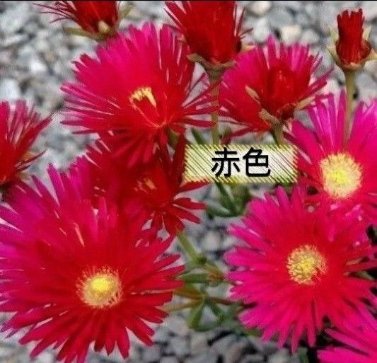 無農薬マツバギク赤 赤色x2苗 2苗 安心根付き苗 掘り上げ苗 苗 根付き 松葉菊 赤色のお花 送料無料 多肉植物 赤色マツバギク