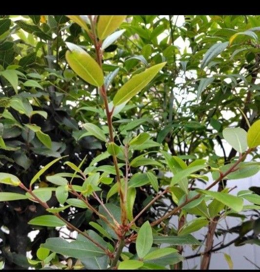 無農薬ローリエ 月桂樹 挿し木用 (挿し穂) x 10本 ローリエ 挿し木 挿し穂 リース 料理 スパイス 送料無料 匿名配送