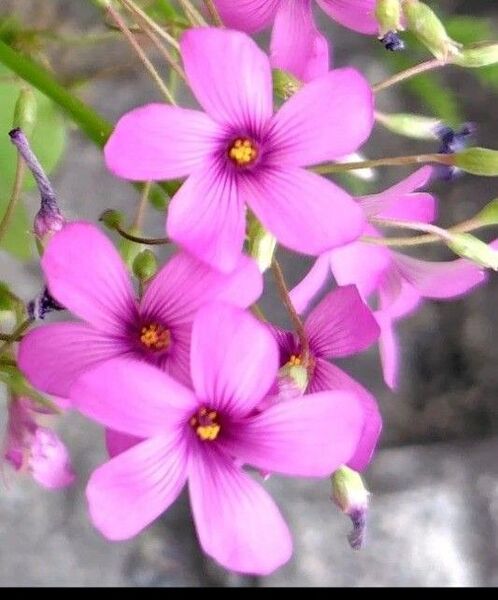 無農薬オキザリス オキザリス球根 x 3球 お試し 植えっぱなし球根 丈夫 ピンクのお花 無農薬 多年草 球根 送料無料 匿名配送