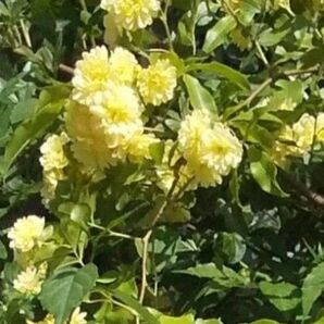 無農薬黄色八重咲き モッコウバラ 挿し木用 (挿し穂)5本 モッコウバラ 挿し木 挿し穂 黄色のお花 初心者向け 送料無料