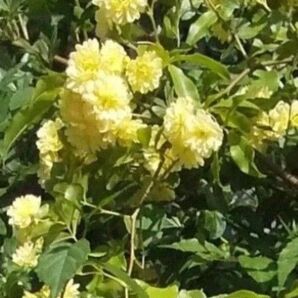 無農薬黄色八重咲き モッコウバラ 挿し木用 (挿し穂)5本 モッコウバラ 挿し木 挿し穂 黄色のお花 初心者向け 送料無料