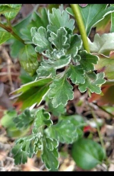 無農薬磯菊 イソギク 磯菊 挿し木用 (挿し穂) 箱にたくさんつめて発送 大量 挿し木 挿し穂 黄色いお花 丈夫 送料無料