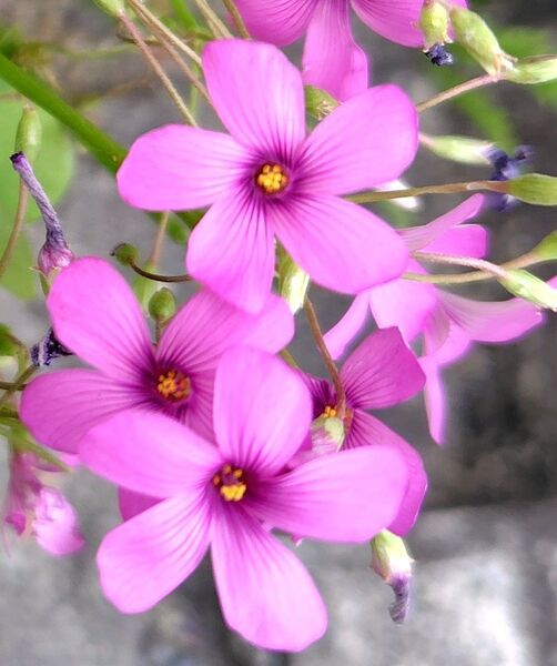 無農薬オキザリス オキザリス球根 x 8球 植えっぱなし球根 丈夫 ピンクのお花 無農薬 多年草 球根 送料無料 匿名配送