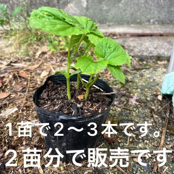ゴーヤ苗 2苗分1苗に2〜3本入っています。無農薬