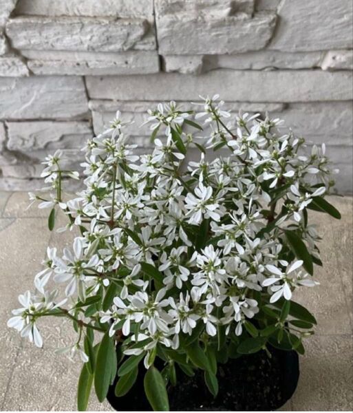 ユーフォルビアダイヤモンドスノー 白ポット苗 花芽あり