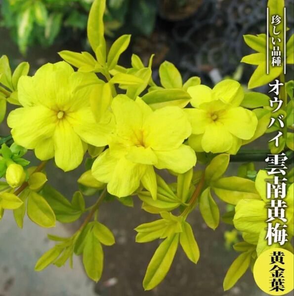雲南黄梅(ウンナンオウバイ) 【黄金葉】 ポット苗珍しい斑入りの葉