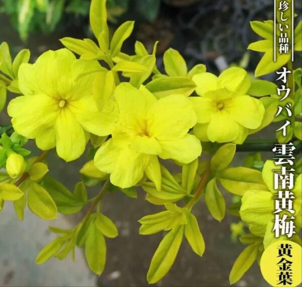 雲南黄梅(ウンナンオウバイ) 【黄金葉】 ポット苗珍しい斑入りの葉