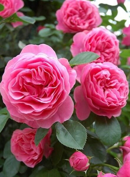 バラ レオナルド ダ ヴィンチ苗 木立性花芽付き 四季咲き 濃いピンクカップ咲き
